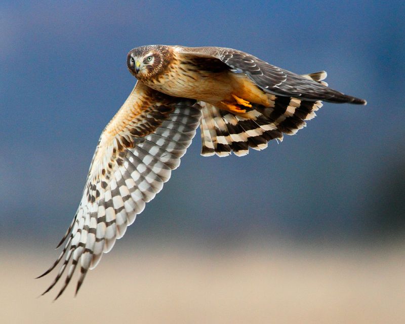 Northern Harrier