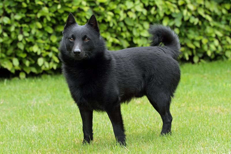 Northern Inuit Dog