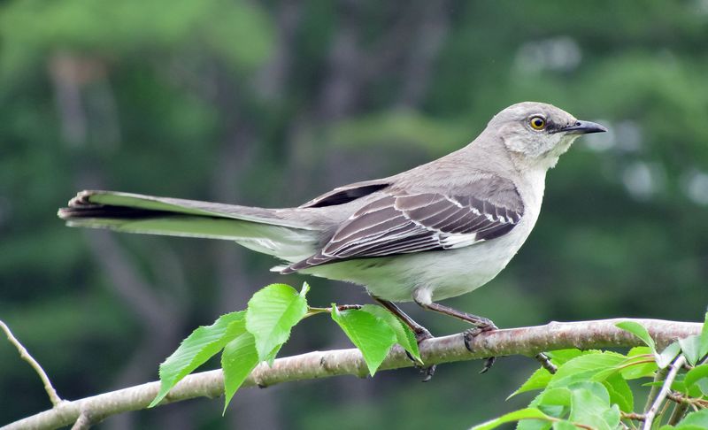 Northern Mockingbird