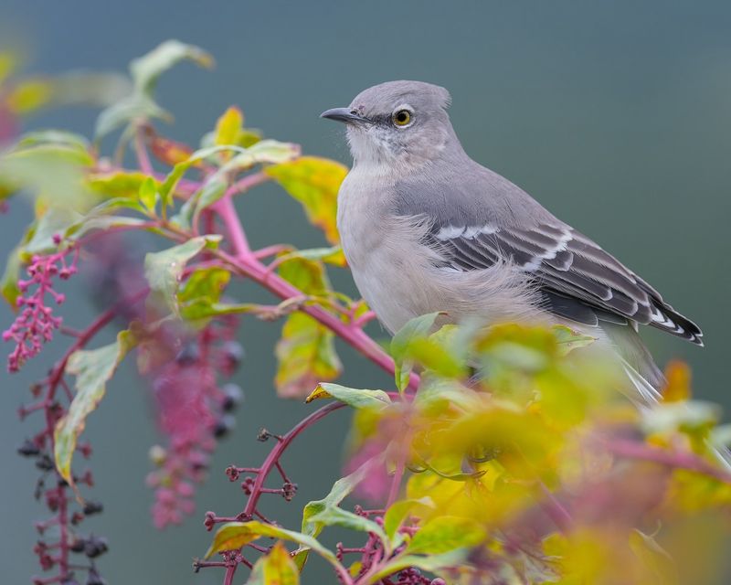 Northern Mockingbird