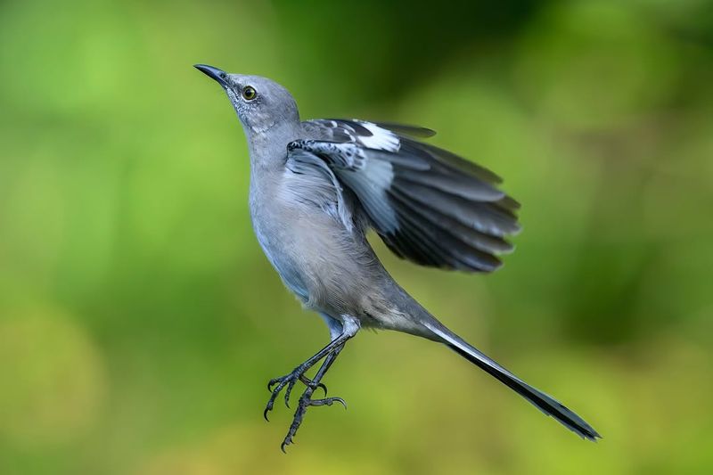 Northern Mockingbird