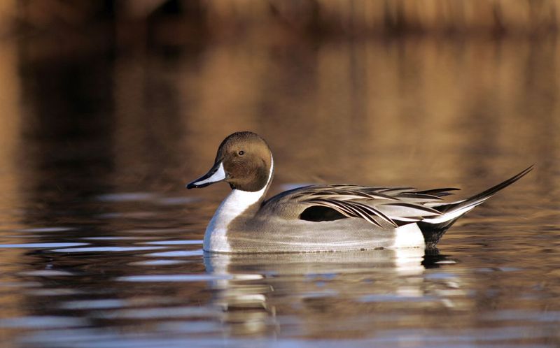 Northern Pintail in California