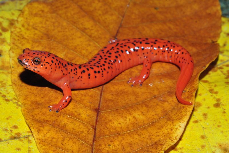 Northern Red Salamander