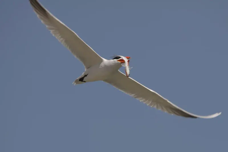 Caspian Tern