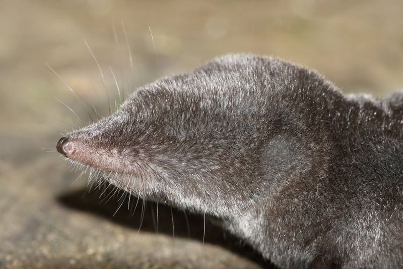 Northern Short-tailed Shrew