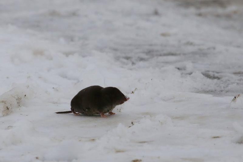 Northern Short-tailed Shrew