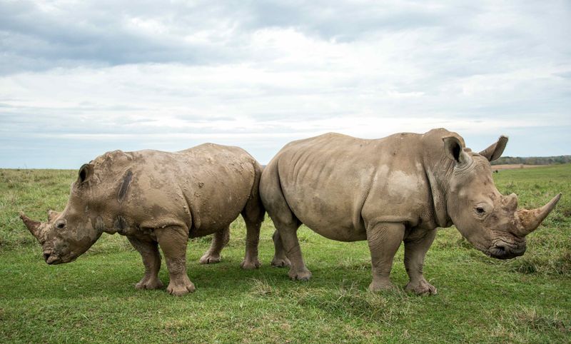 Northern White Rhino