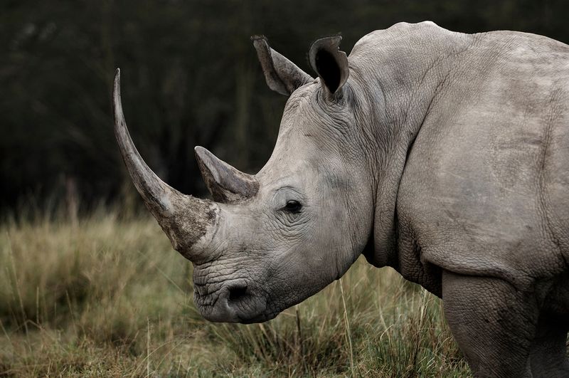 Northern White Rhino