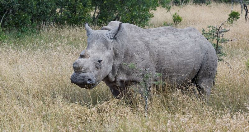 Northern White Rhinoceros