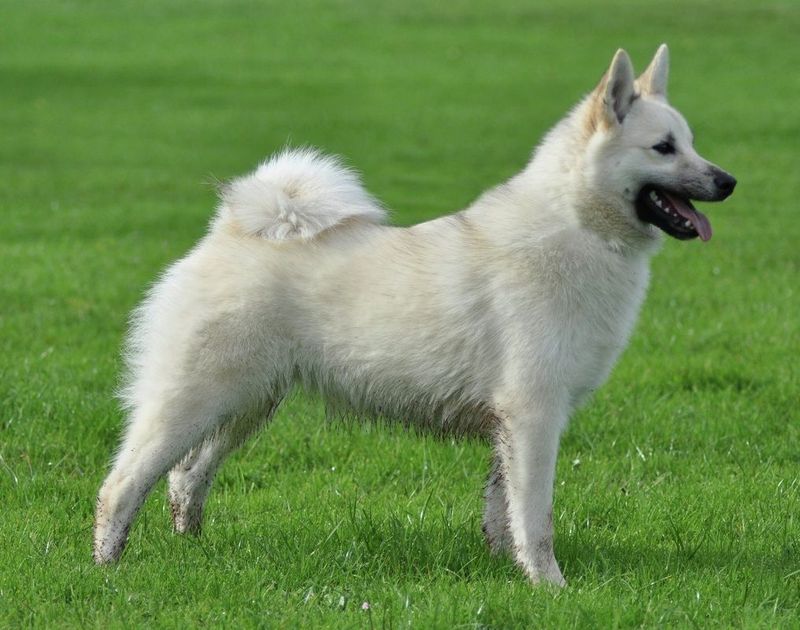 Norwegian Buhund