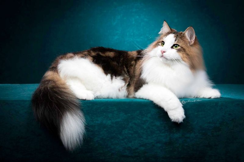 Norwegian Forest Cat