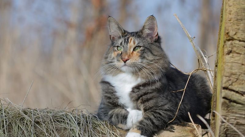 Norwegian Forest Cat