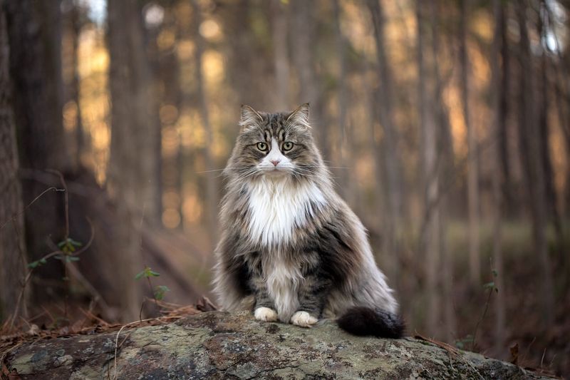 Norwegian Forest Cat