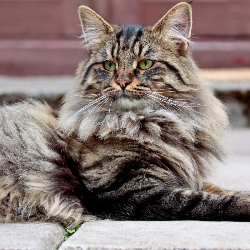 Norwegian Forest Cat