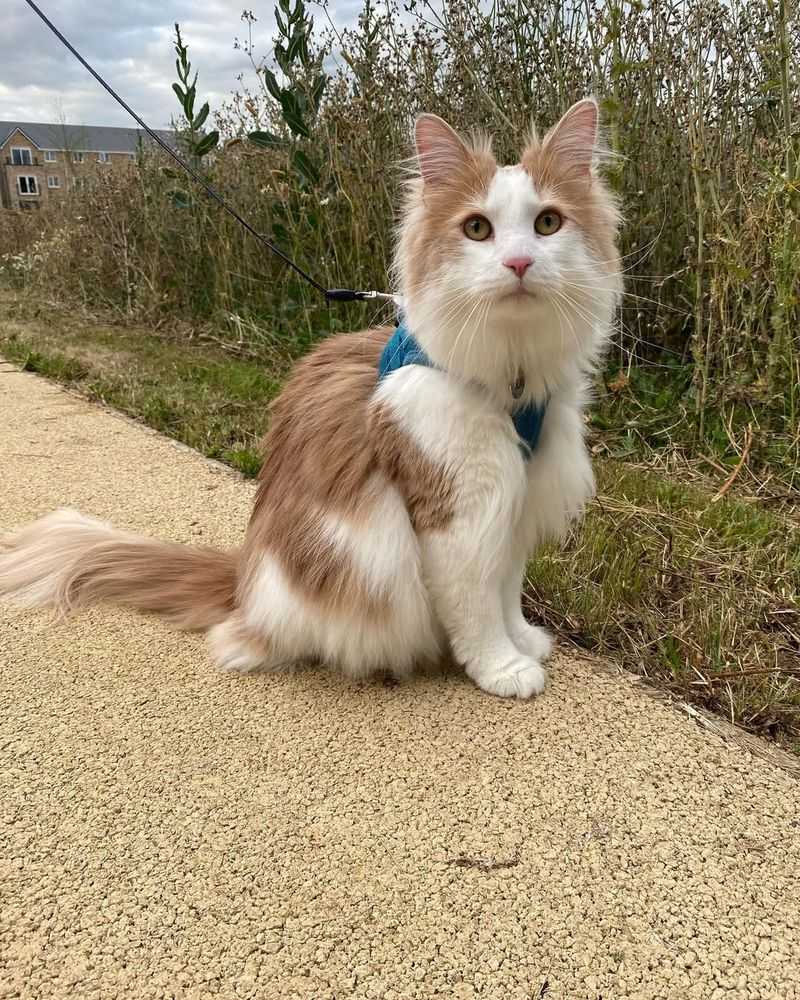 Norwegian Forest Cat