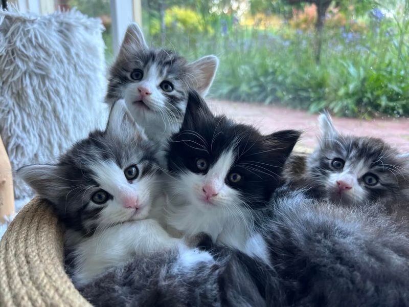 Norwegian Forest Kitten