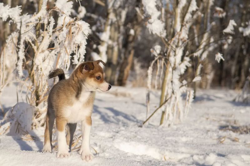 Norwegian Lundehund