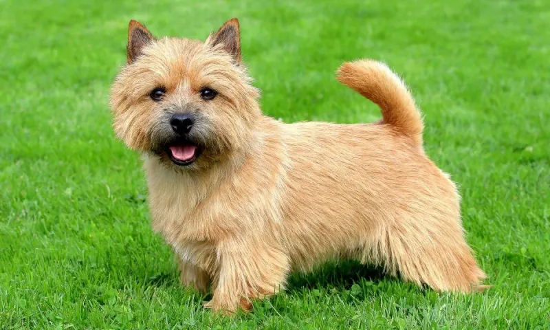 Norwich Terrier