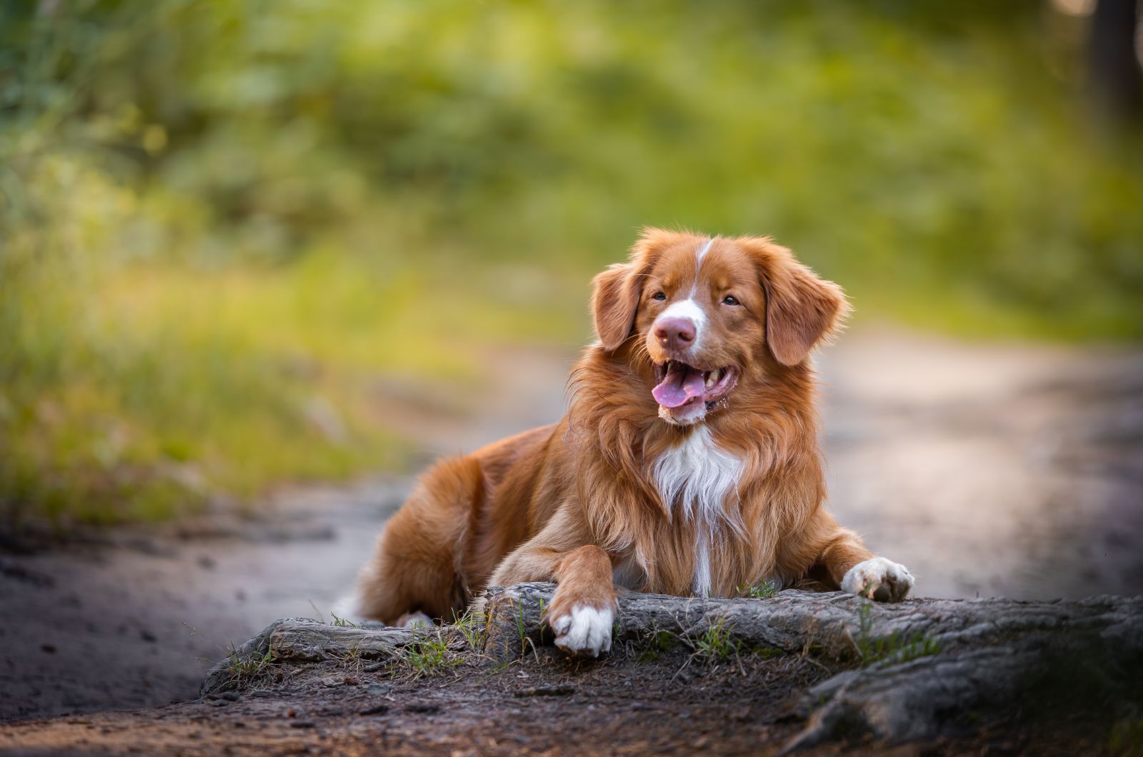 Nova Scotia Duck Tolling Retriever