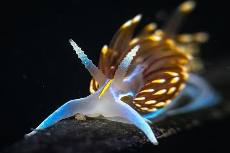 Nudibranch