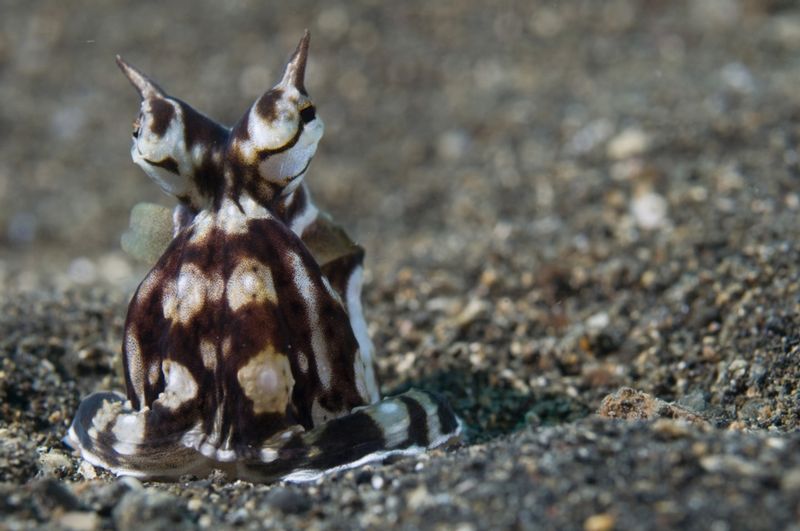 Nudibranch