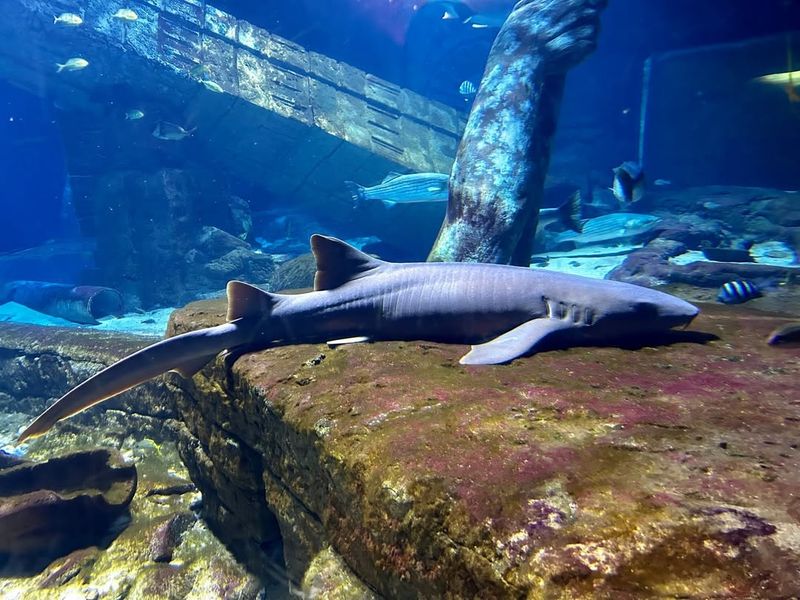 Nurse Shark