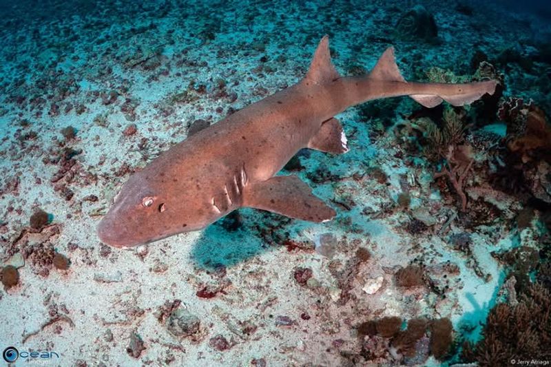 Brown-Banded Bamboo Shark