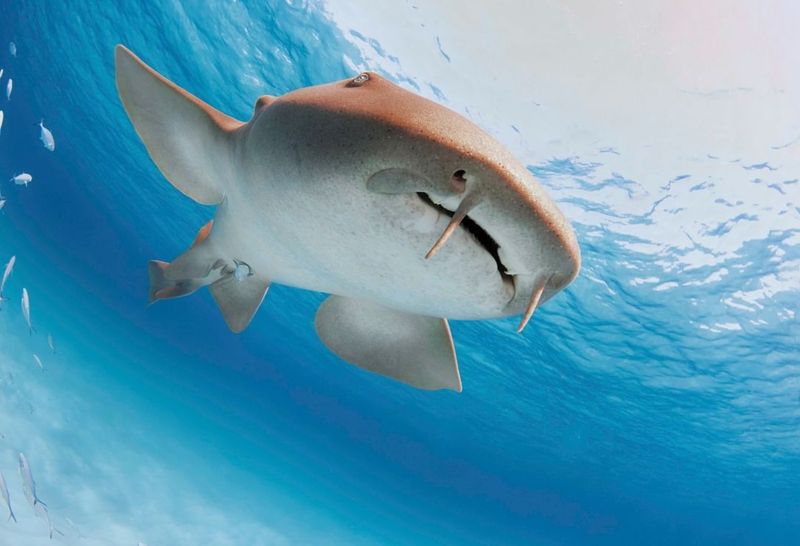 Nurse Shark