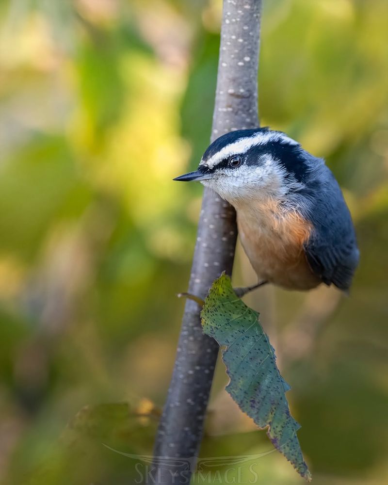 Nuthatch