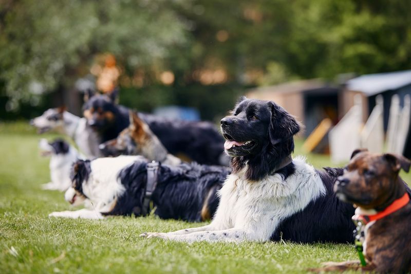 Obedience Classes