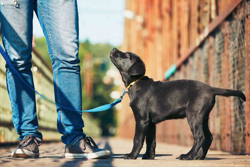 Obedience Training