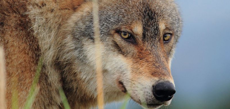 Do Not Feed The Wolf