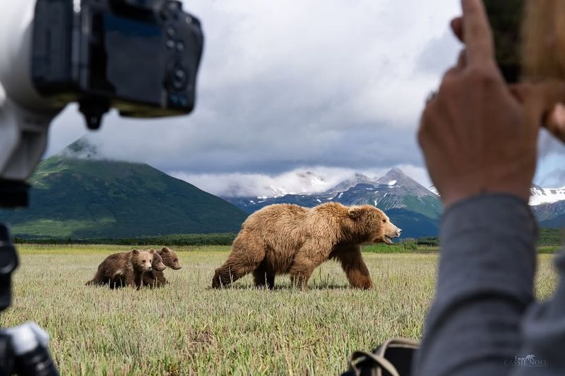 Observing Grizzly Bears In Alaska, USA