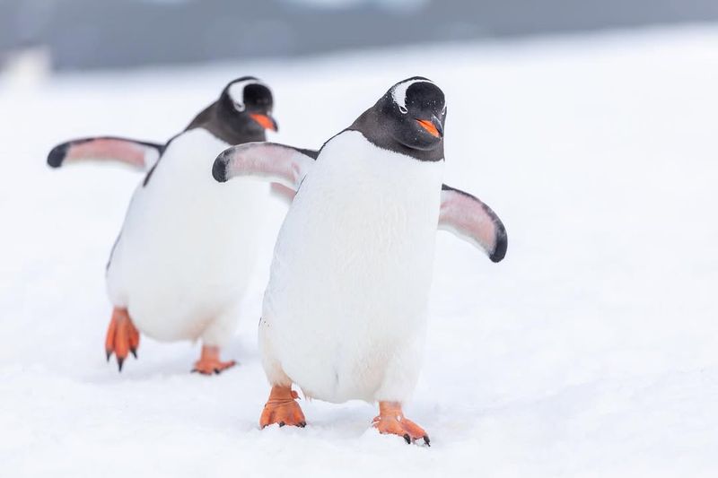 Observing Penguins In Antarctica