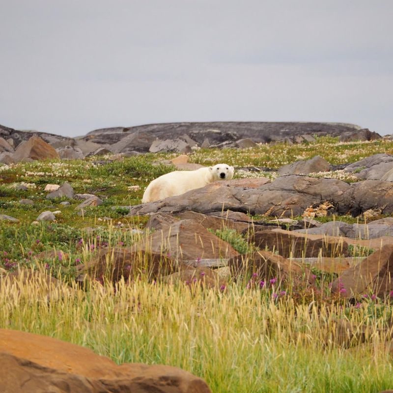 Observing Polar Bears In Churchill, Canada