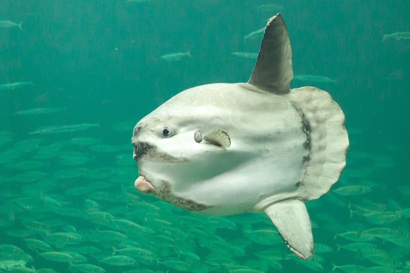 Ocean Sunfish