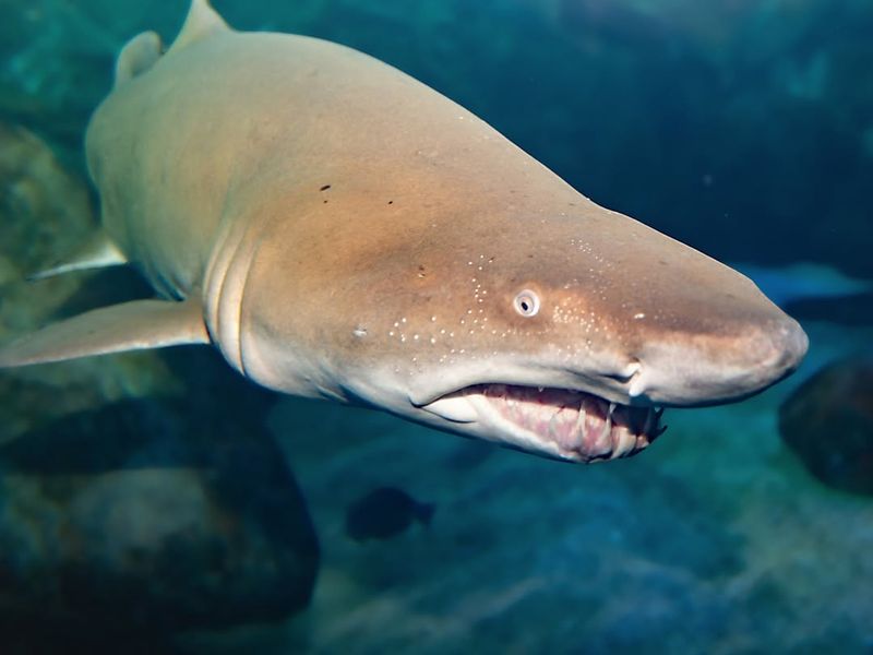 Sand Tiger Shark