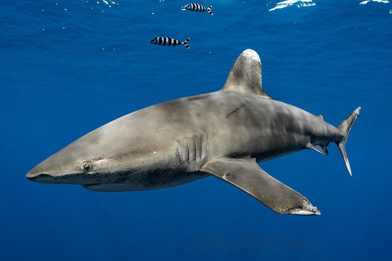 Oceanic Whitetip Shark