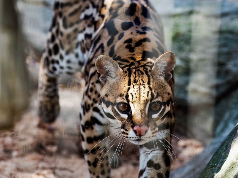 Ocelot