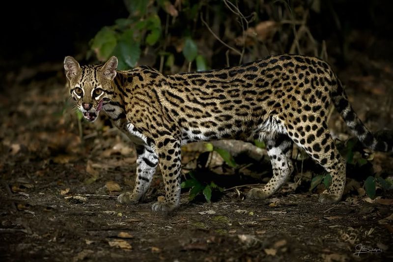 Ocelot