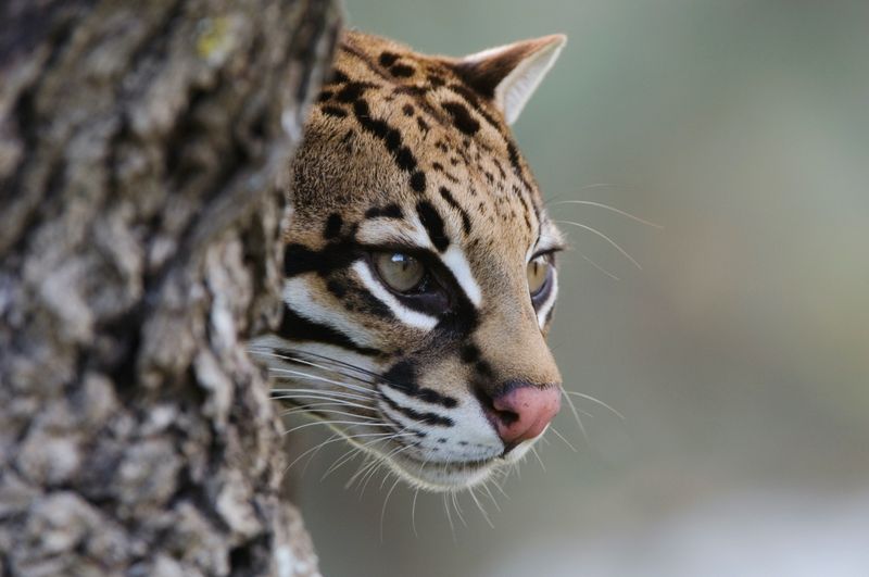 Ocelot