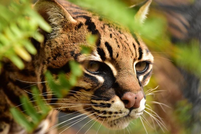 Ocelot