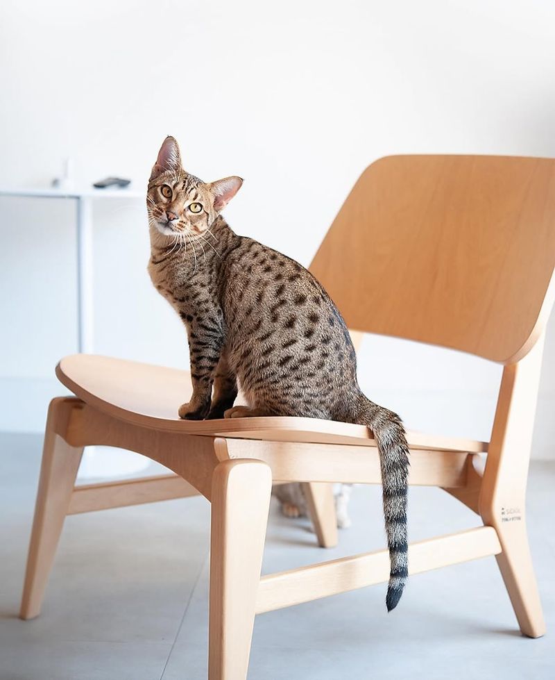 Ocicat