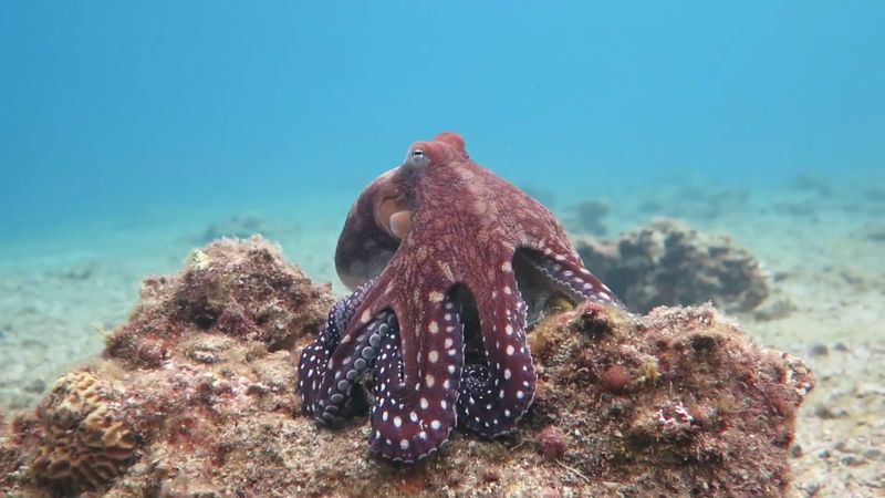 Octopus