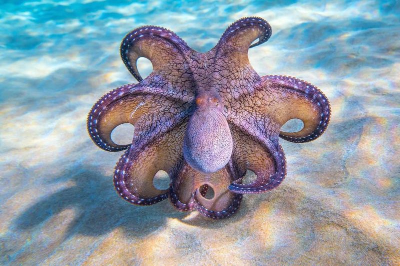 Octopus