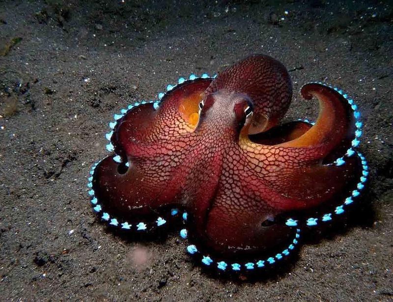 Octopus