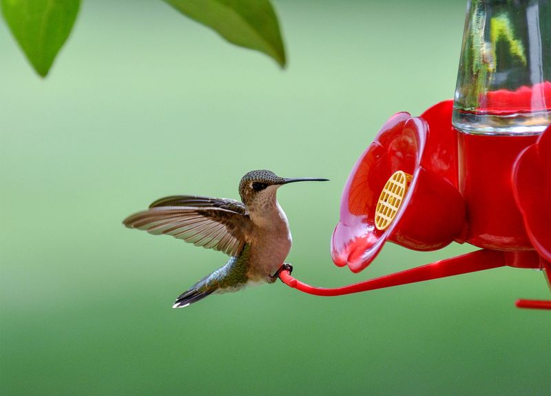 Switch To Feeder With Nectar Guard Tips