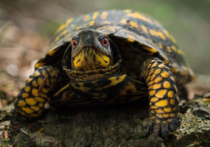 Ohio's Eastern Box Turtle