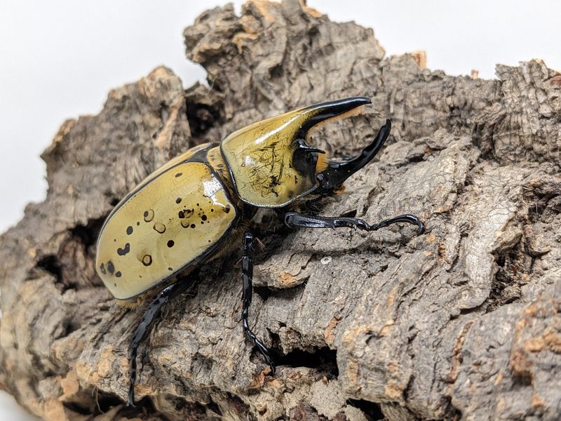 Ohio's Giant Eastern Hercules Beetle