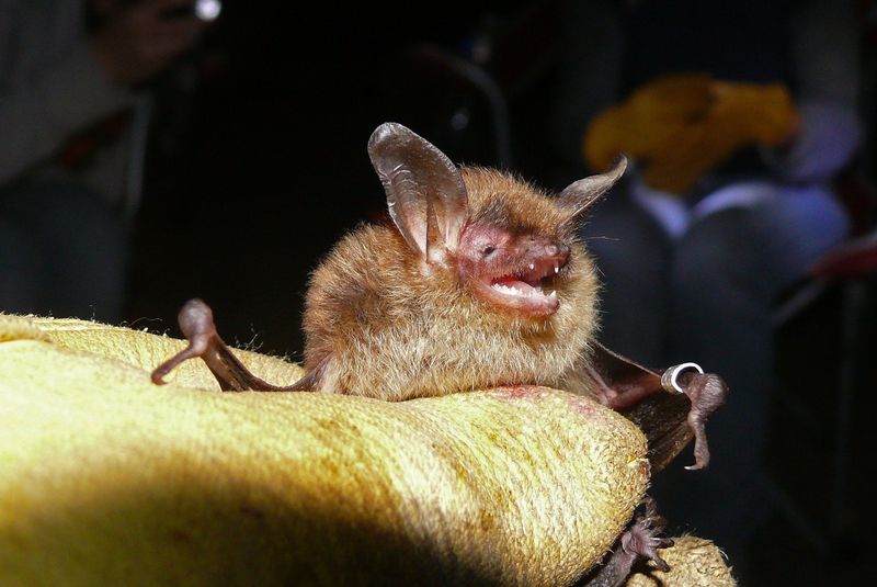 Ohio's Cuyahoga Bats